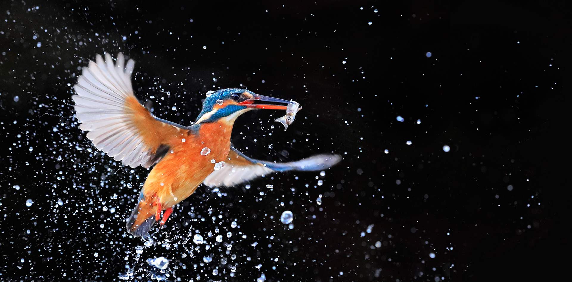kingfisher_tcm86-1345853 kingfisher_tcm86-1345853